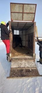 Перевозка скота от собственника лицо