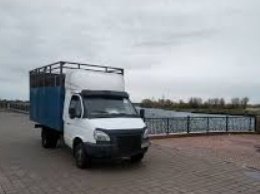 Транспортировка свиней, овец