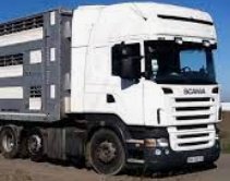 Транспортировка больших и маленьких животных