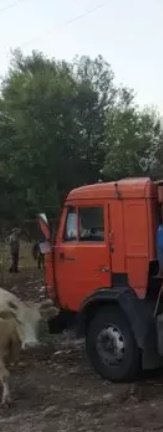 Объемные грузоперевозки свежих овощей