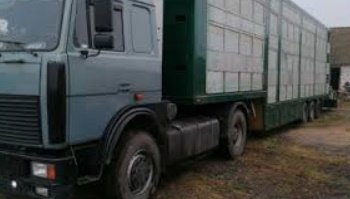 Быстрая перевозка, доставка лошадей