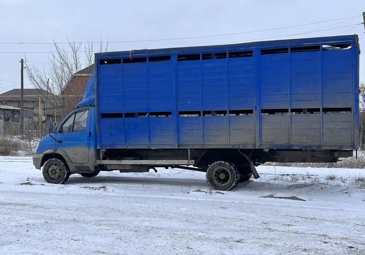 Перевозка скота овец 6. 5 метров скотовоз