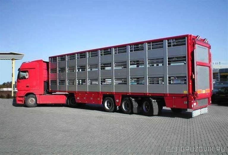 Scania G340 2012 г. полуприцеп - скотовоз