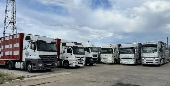 Перевозка животных, свой парк из скотовозов