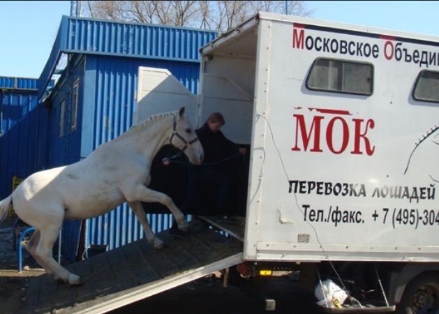 Надёжная перевозка лошадей в комфортных условиях