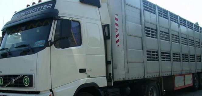 Перевозка коней, крупного рогатого скота