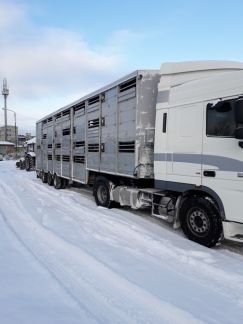 Перевозка крупного рогатого скота и мрс