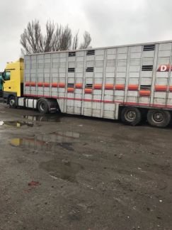 Услуги скотовоза не дорого