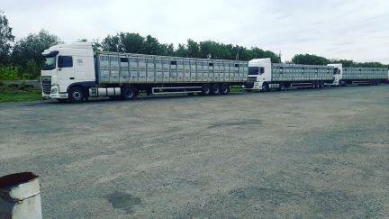 Скотовоз, перевозка скота крс по России