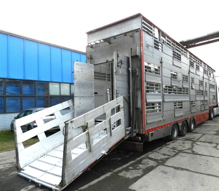 Перевозка животных скотовозом Daf