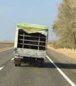 Бережные перевозки лошадей